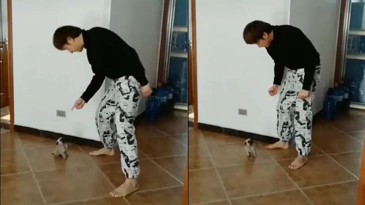 Video : ગલુડિયાની ડાન્સ બેટલે ઈન્ટરનેટ પર ધૂમ મચાવી ! આ અનોખી બેટલ જોઈને તમે હસીને લોટ પોટ થઈ જશો