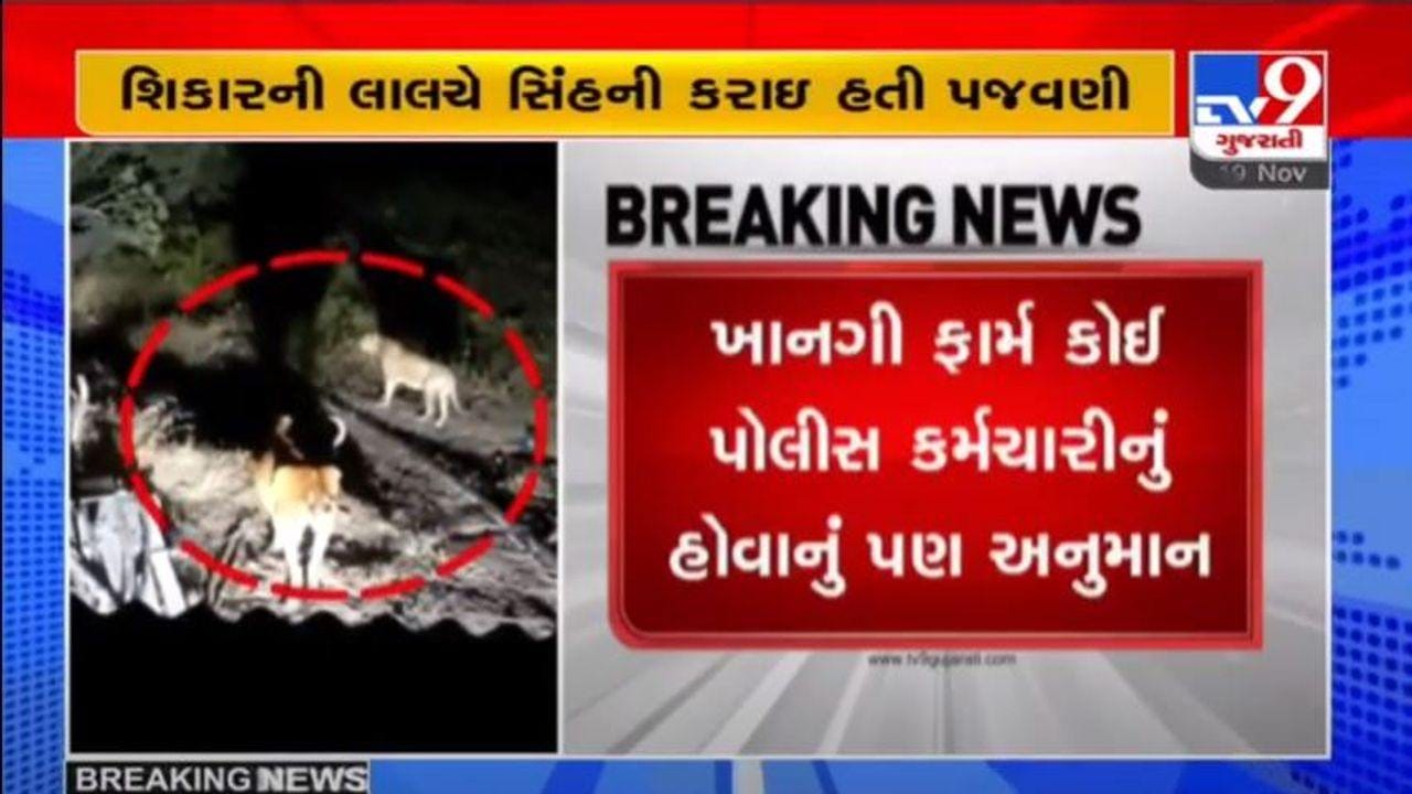 સિંહની પજવણીનો વાયરલ થયેલો વિડીયો જૂનાગઢના દેવળીયા આસપાસના વિસ્તારનો હોવાનું અનુમાન સિંહની પજવણીનો વાયરલ થયેલો વિડીયો જૂનાગઢના દેવળીયા આસપાસના વિસ્તારનો હોવાનું અનુમાન