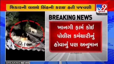 સિંહની પજવણીનો વાયરલ થયેલો વિડીયો જૂનાગઢના દેવળીયા આસપાસના વિસ્તારનો હોવાનું અનુમાન સિંહની પજવણીનો વાયરલ થયેલો વિડીયો જૂનાગઢના દેવળીયા આસપાસના વિસ્તારનો હોવાનું અનુમાન