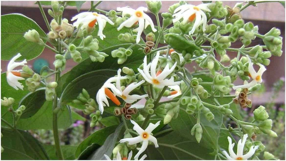 તાવ માટે 3 ગ્રામ છાલ અને 2 ગ્રામ પાન સાથે તુલસીના 2-3 પાન પાણીમાં ઉકાળીને દિવસમાં બે વાર પીવો. ઉકાળો બનાવવા માટે, પાંદડાને પાણીમાં ઉકાળો અને પીવો.