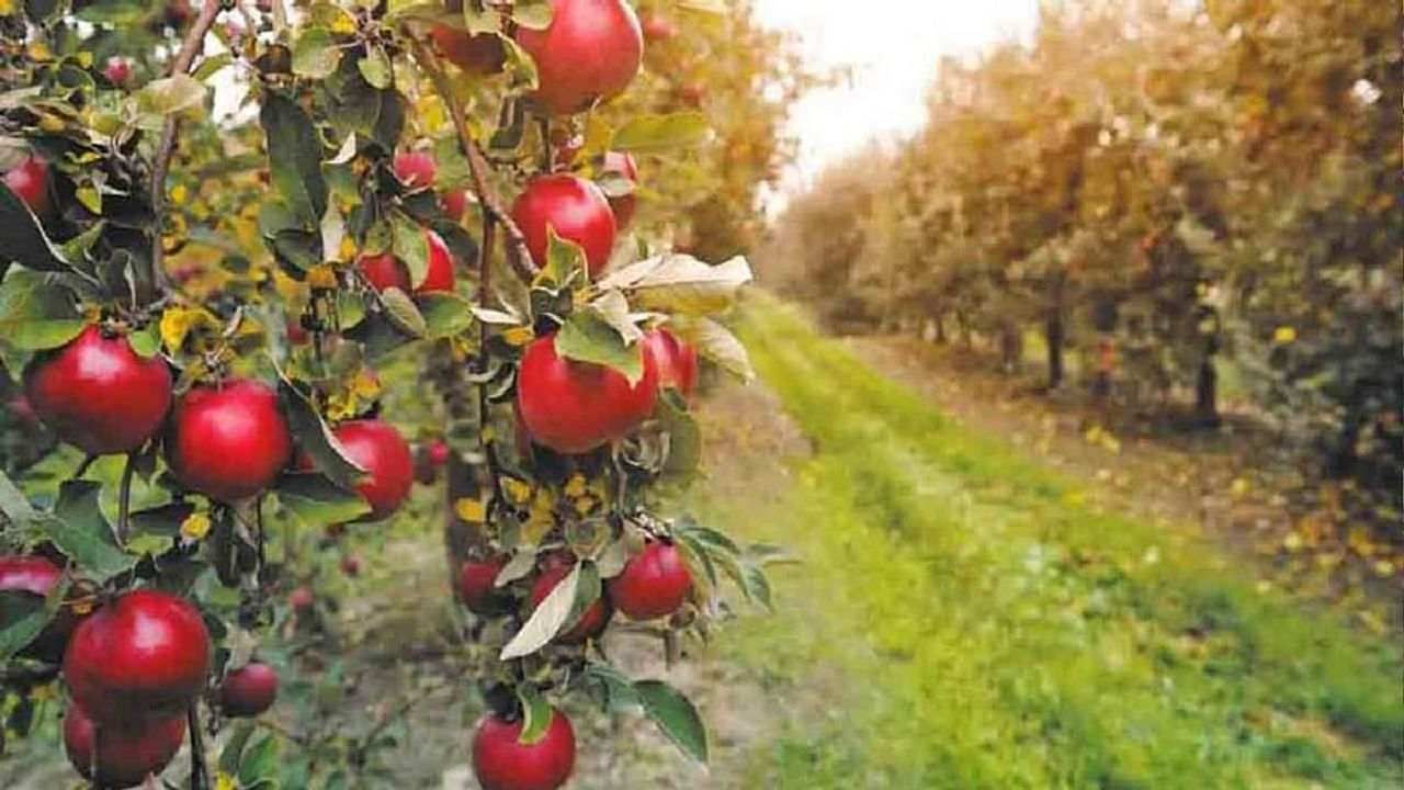 ખેડૂતોની આવક વધારશે ગરમ વિસ્તારમાં થતા સફરજન, કેન્દ્રીય વિશ્વવિદ્યાલયના ઈનોવેશન સેન્ટર અને અમદાવાદની સંસ્થા સાથે MOU