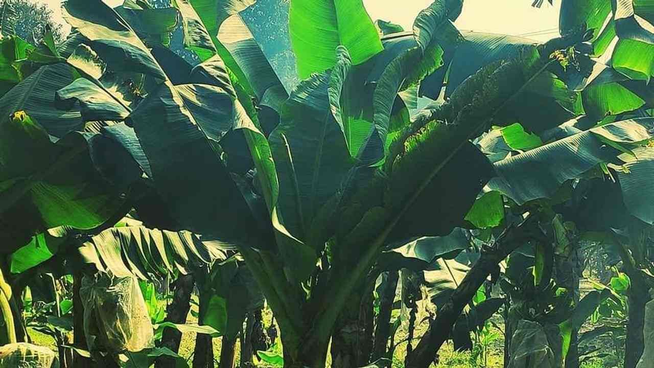 Banana Farming : ખેડૂતોની મુશ્કેલી વધી, કેળાના ઉત્પાદનમાં થયો ધરખમ ઘટાડો, શું ઓમિક્રોનની અસર છે ?