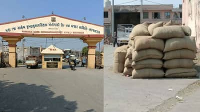 ભાવનગરમાં મગફળીનું મબલખ ઉત્પાદન, યાર્ડમાં હાલ મગફળી લાવવા પર પ્રતિબંધ મુકાયો