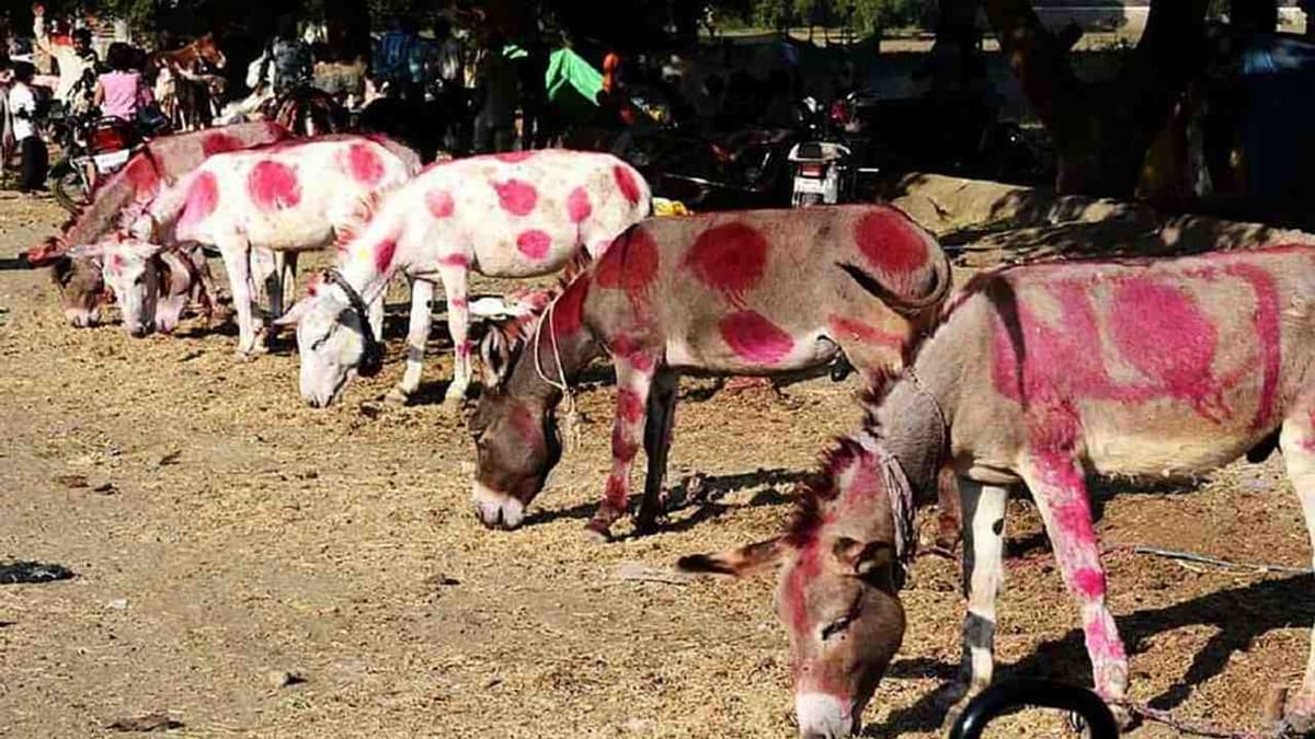 ભારતમાં અહીં ગધેડાનો મેળો ભરાય છે! દિવાળી પર 9000 ગધેડા વેચાયા, ઔરંગઝેબે અહીંથી ખરીદ્યા હતા ખચ્ચર