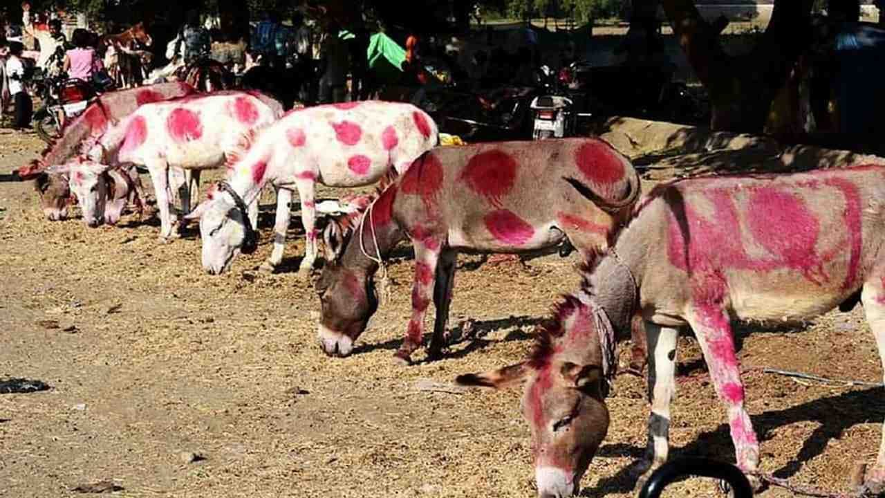 ભારતમાં અહીં ગધેડાનો મેળો ભરાય છે! દિવાળી પર 9000 ગધેડા વેચાયા, ઔરંગઝેબે અહીંથી ખરીદ્યા હતા ખચ્ચર