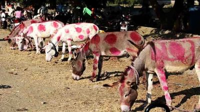 ભારતમાં અહીં ગધેડાનો મેળો ભરાય છે! દિવાળી પર 9000 ગધેડા વેચાયા, ઔરંગઝેબે અહીંથી ખરીદ્યા હતા ખચ્ચર