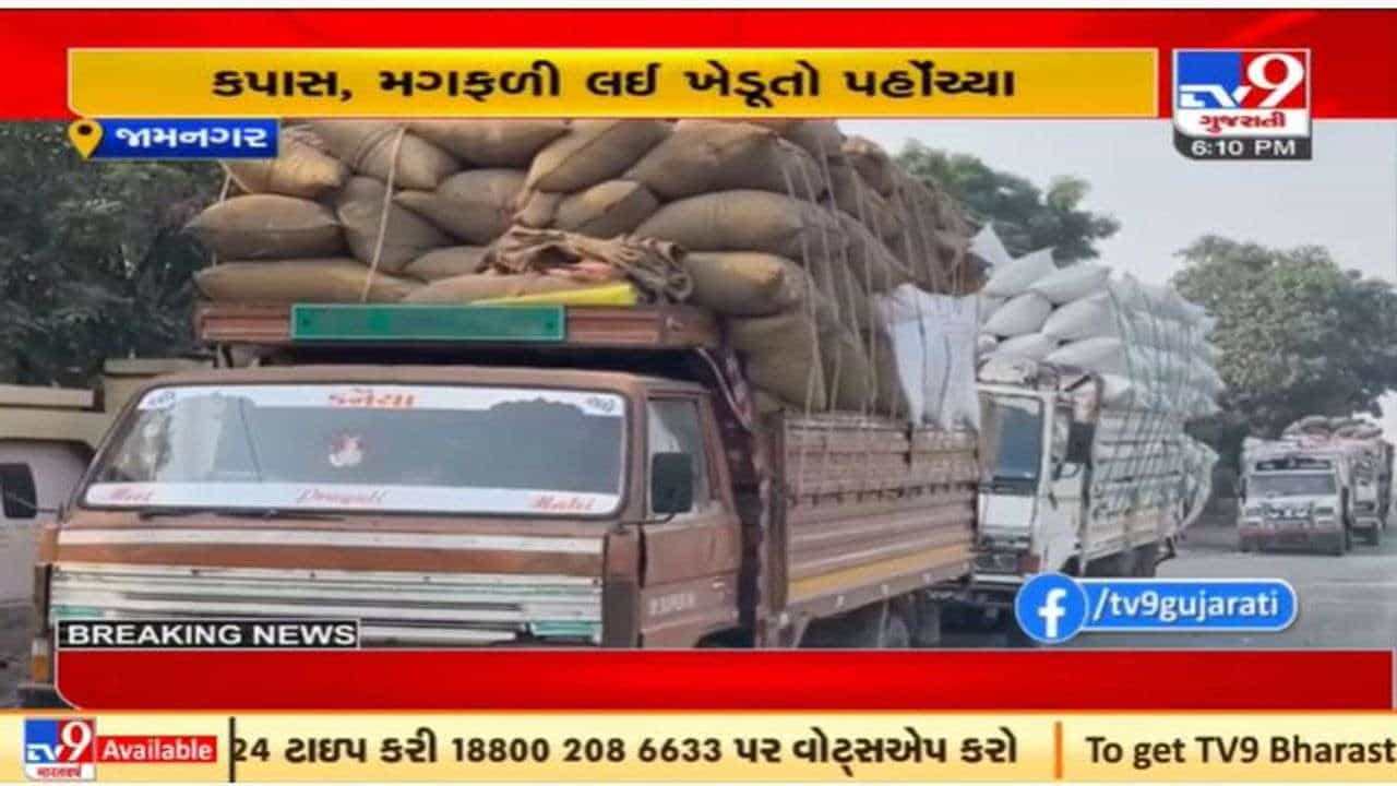 જામનગરમાં હાપા માર્કેટ યાર્ડમાં પાકની આવક શરૂ, મંગળવારથી શરૂ થશે પ્રક્રિયા
