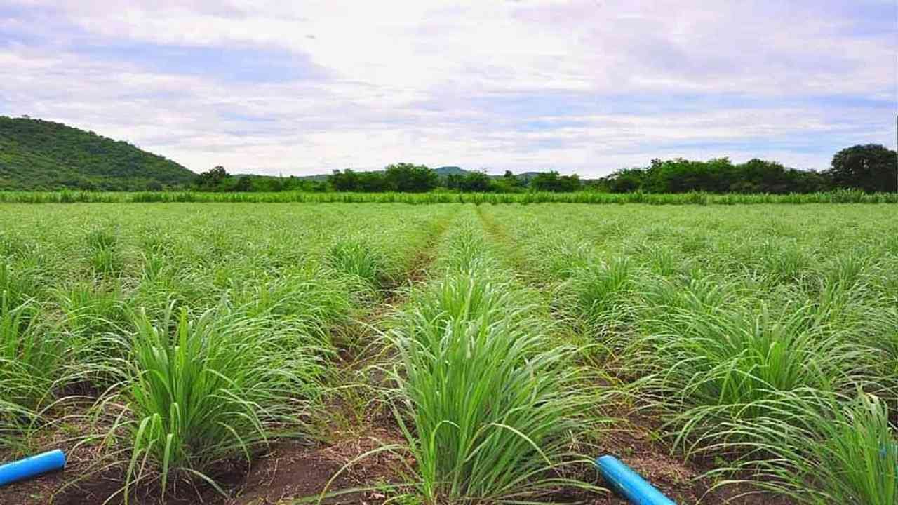 હર્બલ ખેતીના હબ તરીકે વિકસિત થઈ રહ્યો છે આ જિલ્લો, વિદેશીઓ પણ તેમની પ્રોડક્ટના બન્યા દિવાના