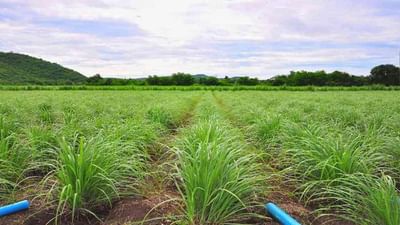 હર્બલ ખેતીના હબ તરીકે વિકસિત થઈ રહ્યો છે આ જિલ્લો, વિદેશીઓ પણ તેમની પ્રોડક્ટના બન્યા દિવાના