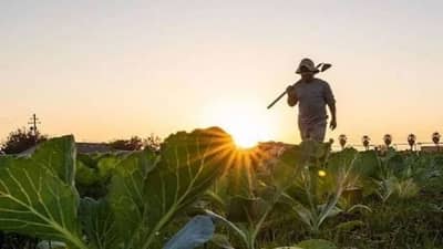 વૈજ્ઞાનિકો વિકસાવશે રોગ પ્રતિરોધક બિયારણ, તેનાથી બટાકા, ઘઉં અને ડાંગરના પાકનું વધશે ઉત્પાદન