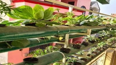 Success Story: પત્રકારે 3 માળના ઘરને હાઇડ્રોપોનિક્સ ફાર્મમાં રૂપાંતરિત કર્યું, વર્ષે 70 લાખ રૂપિયાની કરે છે કમાણી