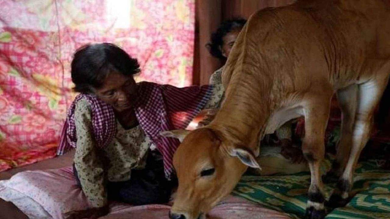 OMG ! 74 વર્ષની મહિલાએ ગાય સાથે કર્યા લગ્ન, તે માને છે કે તેના પતિએ ગાય તરીકે પુનર્જન્મ લીધો છે !