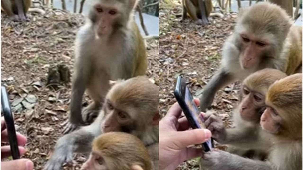 ભારે કરી ! આ વાંદરાઓએ સ્માર્ટ ફોન માટે કરી પડાપડી, Video જોઈને યુઝર્સે કહ્યું આપણા પૂર્વજો