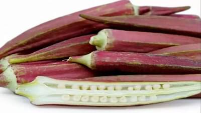 ખેડૂતો લાલ ભીંડાની ખેતીથી કરશે બમ્પર કમાણી, આ ભીંડો સ્વાસ્થ્ય માટે ફાયદાકારક, જાણો વિગતવાર