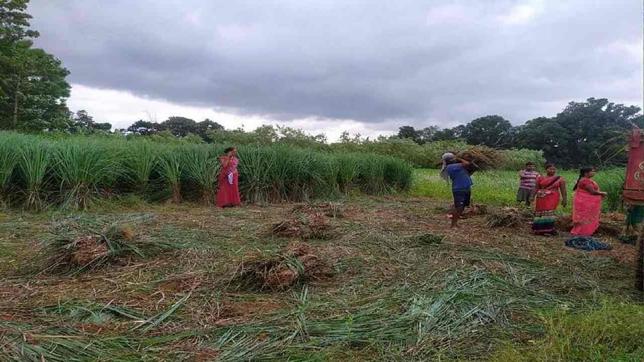 Lemongrass Cultivation: લેમન ગ્રાસની ખેતી ખરાબાની જમીનમાં પણ કરી શકાય, પાણીની અછત ધરાવતા વિસ્તાર માટે ઉત્તમ પાક