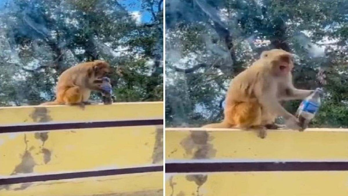 ના હોય ! વાંદરોઓ પણ કોલ્ડ ડ્રિંક્સના શોખીન, Video જોઈને યુઝર્સ કહ્યુ  આપણા વંશજો