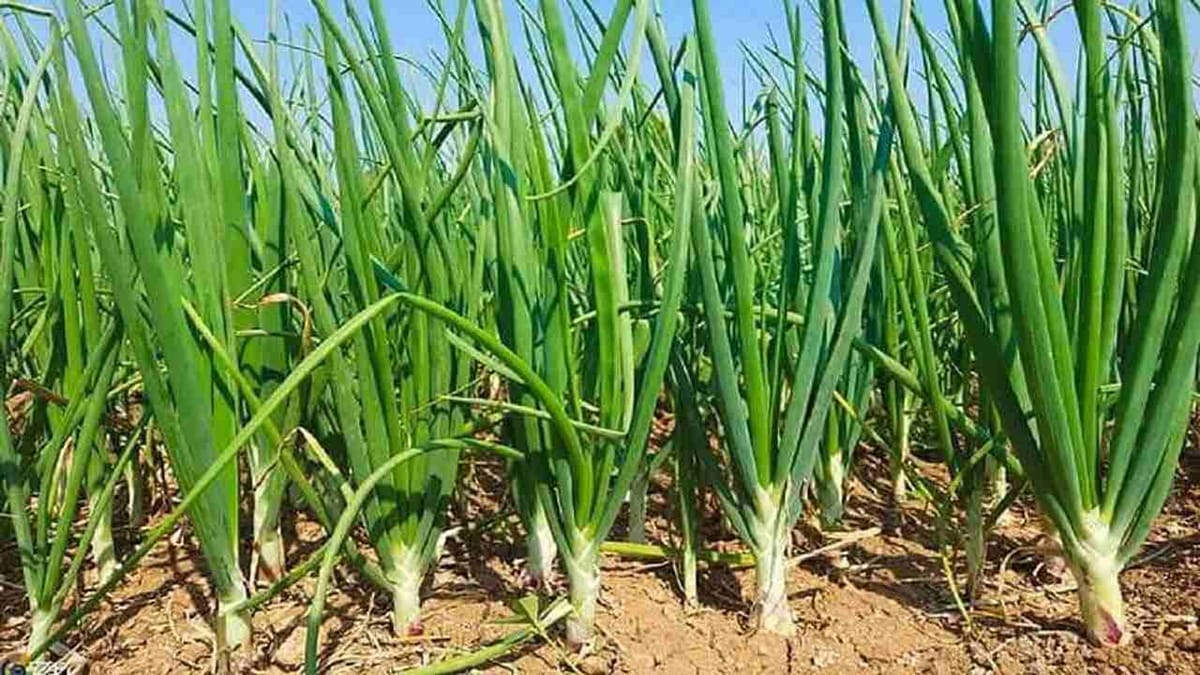 Onion Crop: રવિ સીઝનમાં ડુંગળીના વાવેતર અને માવજત અંગેની સંપૂર્ણ માહિતી