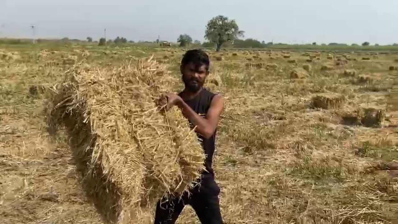 Surat : ગુજરાતના ખેડૂતો પાસે આ છે શીખવા જેવું, પ્રદુષણ ઓછું કરવા પરાળી નો કરે છે વૈજ્ઞાનિક ઢબે ઉપયોગ
