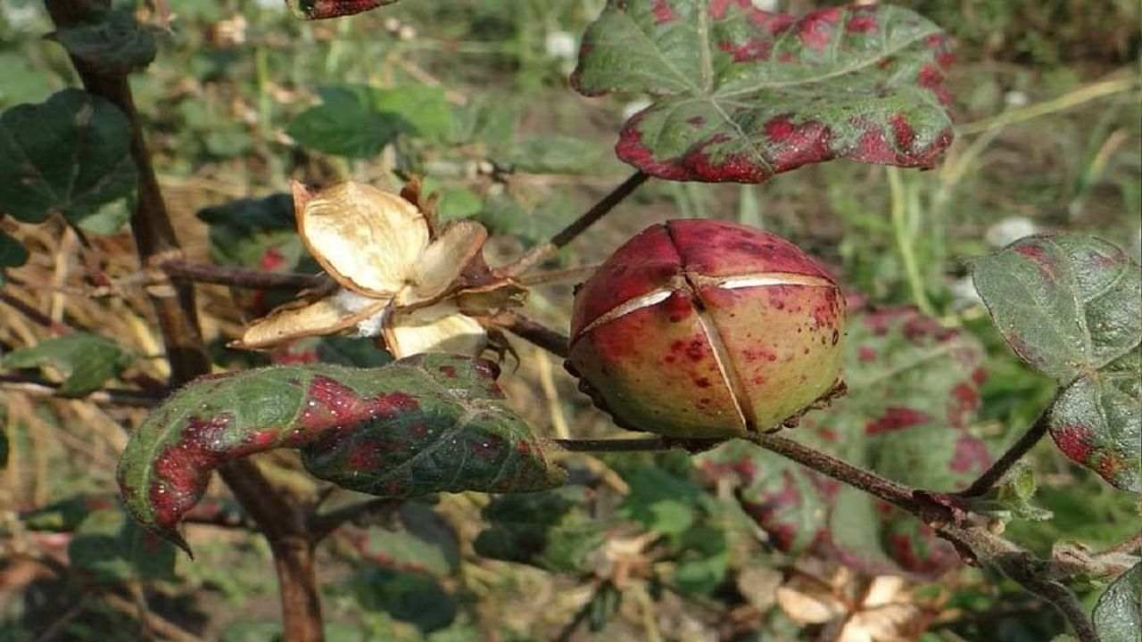 Cotton Crops: કપાસમાં ગુલાબી ઈયળનો પ્રકોપ વધ્યો, ખેડૂત પાક નષ્ટ કરવા બન્યા મજબૂર