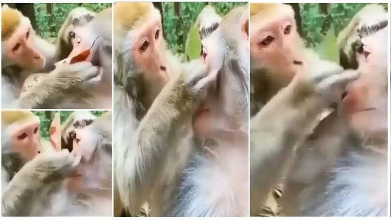 Video : દિવાળીના તહેવાર અગાઉ વાંદરાઓ તૈયાર થવામાં વ્યસ્ત ! જંગલમાં બ્યુટી પાર્લર જેવો નજારો જોઈને તમે હસીને લોટ પોટ થઈ જશો