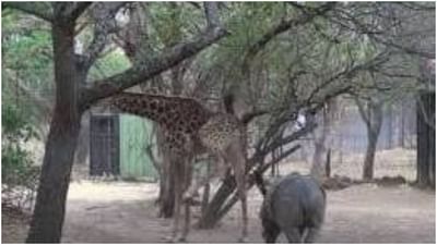 જિરાફને છેડવું ગેંડાને પડ્યુ ભારે, વીડિયોમાં જુઓ જિરાફે કેવી રીતે લાત મારીને ભણાવ્યો પાઠ