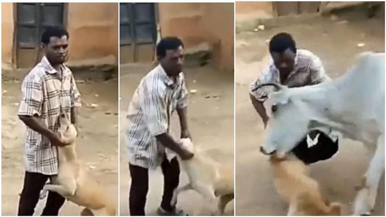 Viral : કુતરાને હેરાન કરવો આ વ્યક્તિને ભારે પડ્યો ! અચાનક ગાયે કુતરાનો એવો બદલો લીધો કે વ્યક્તિના હાલ-બેહાલ
