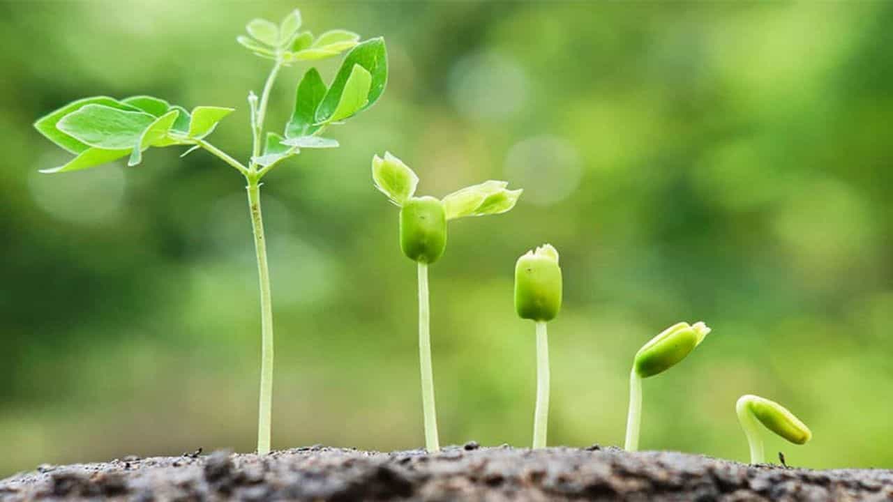 કેવી રીતે એક નાનો અણુ એક કોષને મોટા વૃક્ષમાં ફેરવે છે ? વૈજ્ઞાનિકોએ ઉકેલ્યું છોડની વૃદ્ધિનું 50 વર્ષ જૂનું રહસ્ય