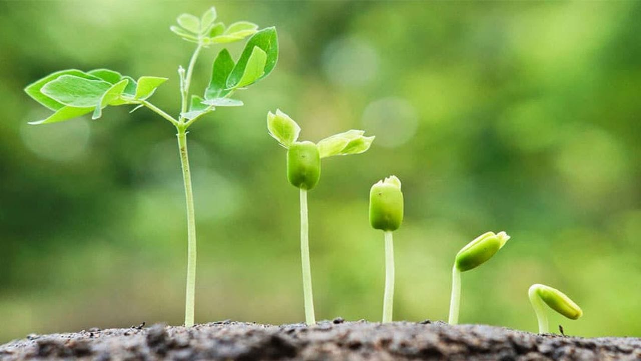 કેવી રીતે એક નાનો અણુ એક કોષને મોટા વૃક્ષમાં ફેરવે છે ? વૈજ્ઞાનિકોએ ઉકેલ્યું છોડની વૃદ્ધિનું 50 વર્ષ જૂનું રહસ્ય