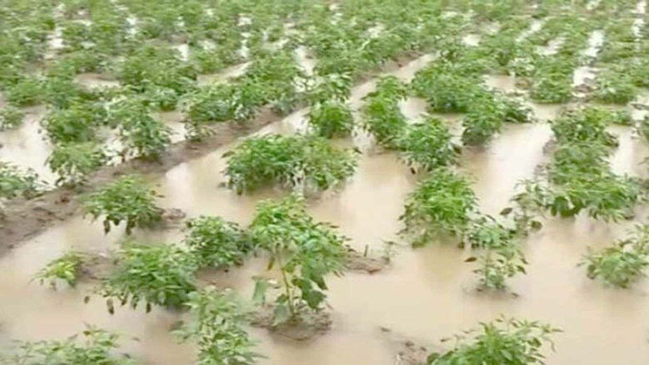 KUTCH :  બે દિવસ કમોસમી વરસાદની શક્યતા, ખેતીવાડી વિભાગે ખેડૂતો માટે વિવિધ સુચનો જાહેર કર્યા