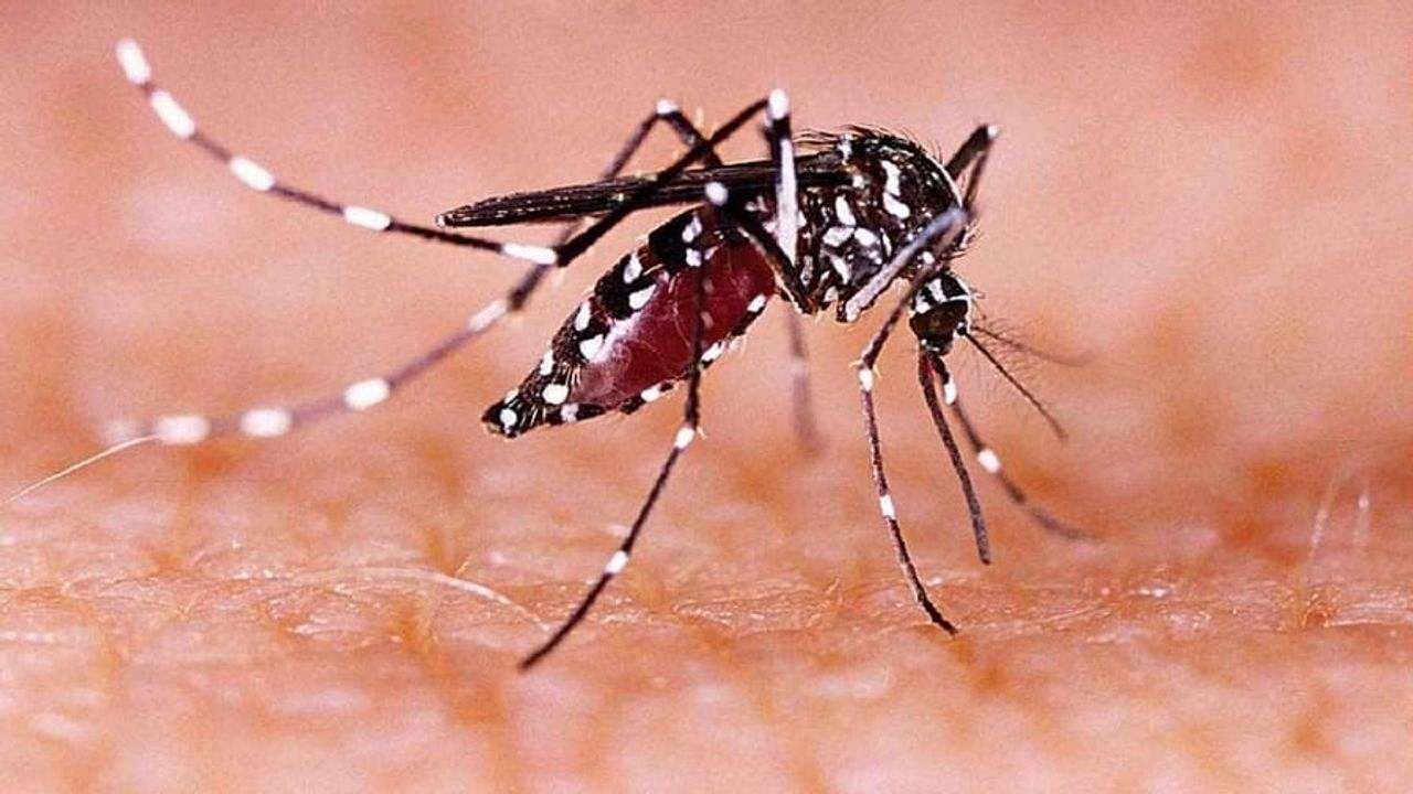 Zika Virus in Kanpur: કાનપુરમાં ઝીકા વાયરસનો કહેર યથાવત, 15 નવા કેસ બાદ વહીવટીતંત્ર એલર્ટ પર