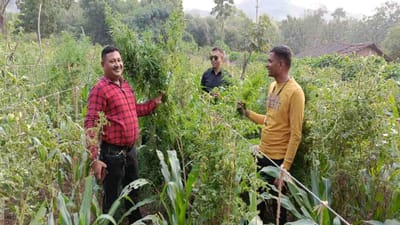 છોટાઉદેપુર : ફરી ગાંજાની ખેતીનો પર્દાફાશ, કવાંટના ઉમઠી ગામેથી એક શખ્સની ધરપકડ