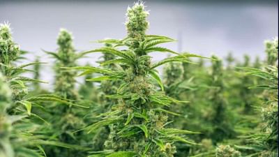 ફરી છોટાઉદેપુરના ગ્રામ્ય વિસ્તારમાંથી ગાંજાની ખેતીનો પર્દાફાશ, એક ઇસમની ધરપકડ