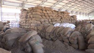 JAMNAGAR : હાપા માર્કેટ યાર્ડમાં મગફળીની મબલખ આવક, સારો ભાવ મળવાને કારણે ખેડૂતો ખુશખુશાલ