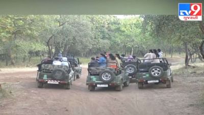 જુનાગઢ : સાસણ ગીર પ્રવાસીઓથી ઉભરાયું, 9 નવેમ્બર સુધીમાં 47 હજાર પ્રવાસીઓની મુલાકાત જુનાગઢ : સાસણ ગીર પ્રવાસીઓથી ઉભરાયું, 9 નવેમ્બર સુધીમાં 47 હજાર પ્રવાસીઓની મુલાકાત