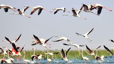 અમદાવાદ : નળ સરોવર ખાતે વિદેશી પક્ષીઓ અને સહેલાણીઓનો જમાવડો