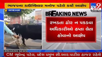 Ahmedabad : રખડતા ઢોરના પ્રશ્ને વિવાદ વકર્યો, ભાજપ કાઉન્સીલરે જ કર્યા આવા ગંભીર આક્ષેપો Ahmedabad : રખડતા ઢોરના પ્રશ્ને વિવાદ વકર્યો, ભાજપ કાઉન્સીલરે જ કર્યા આવા ગંભીર આક્ષેપો