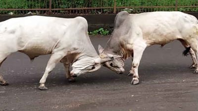 રાજકોટ : ધોરાજીમાં રખડતા ઢોરના પ્રશ્ને પ્રજા પરેશાન, પાલિકાની કામગીરીને લઇને અનેક સવાલો