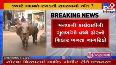 વડોદરા : ગોરવા વિસ્તારમાં આધેડને રખડતા ઢોરે અડફેટે લીધા, શહેરમાં રખડતા ઢોરનો વિકટ બનતો પ્રશ્ન