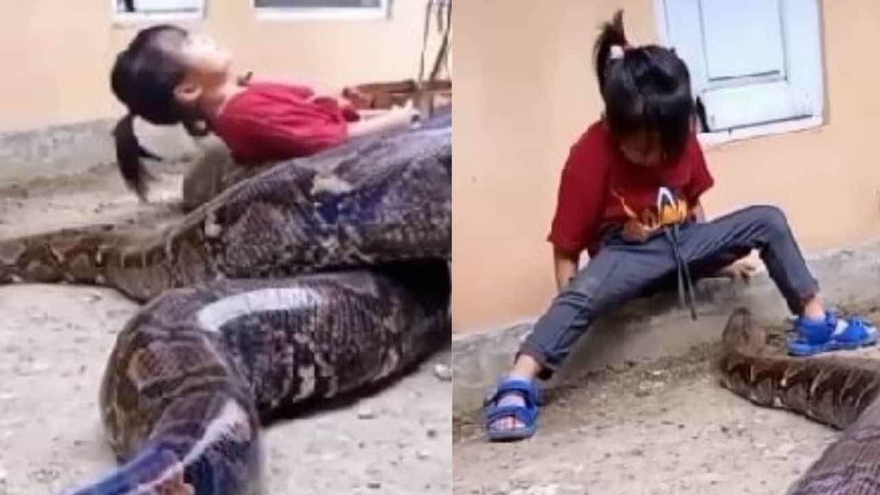 OMG : આ બાળકી રમકડાની જેમ મહાકાય સાપ સાથે કરી રહી છે મસ્તી ! વીડિયો વાયરલ થતા લોકોના હોંશ ઉડી ગયા