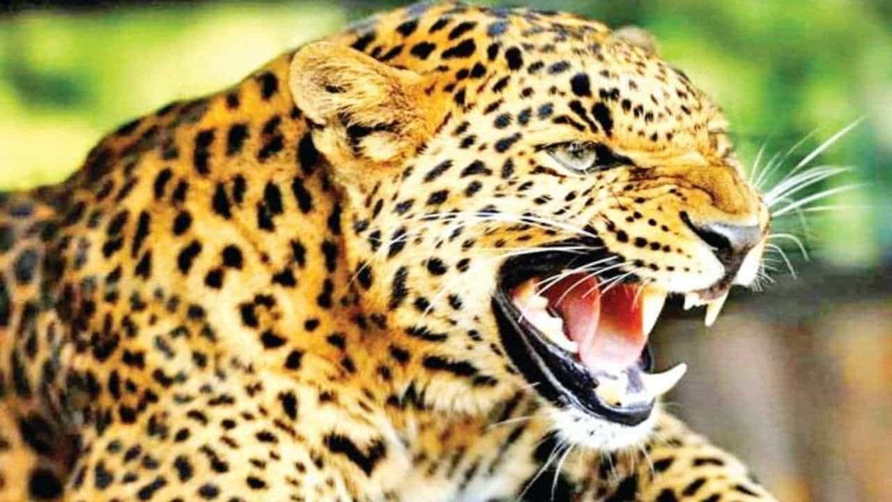 NAVSARI જિલ્લામાં ખુંખાર દીપડાનો ભય, ખેડૂતો ખેતરોમાં જતા અનુભવે છે ડર