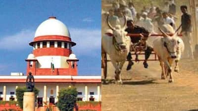 સુપ્રીમ કોર્ટનો મોટો નિર્ણય : કોર્ટ આ રાજ્યમાં બળદગાડા રેસને આપી શરતી મંજુરી