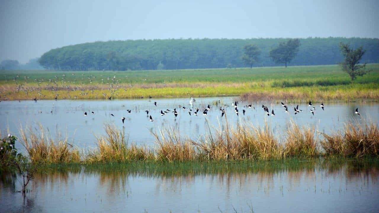 શિયાળામાં વડોદરાના વઢવાણા આવતા યાયાવર પક્ષીઓની અવલોકન પદ્ધતિથી ગણતરી થશે