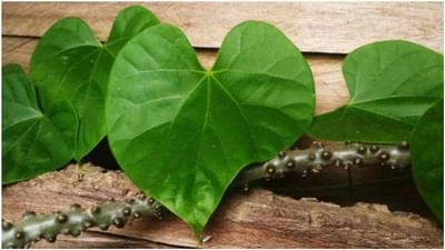 ગિલોયઃ ગિલોય સૌથી મૂલ્યવાન આયુર્વેદિક ઔષધિઓમાંની એક છે. આ જડીબુટ્ટી રોગપ્રતિકારક શક્તિ વધારવામાં, ઇન્ફેક્શન સામે લડવામાં મદદ કરે છે. યાદશક્તિ સુધારે છે. તે અસ્થમા જેવા શ્વાસ સંબંધી રોગોમાં રાહત આપવામાં મદદ કરે છે અને ઉધરસની સમસ્યામાં રાહત આપે છે.