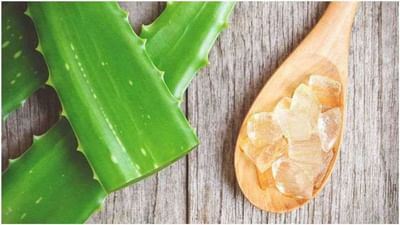 એલોવેરા- એલોવેરા તમારા મોઢાના ચાંદા મટાડવામાં મદદરૂપ થઈ શકે છે. આ માટે તમારે થોડો એલોવેરા જ્યુસ લઈને તેને મોમાં ચાંદા પડેલી જગ્યા પર લગાવો. તેનાથી તમને તાત્કાલિક રાહત મળશે.