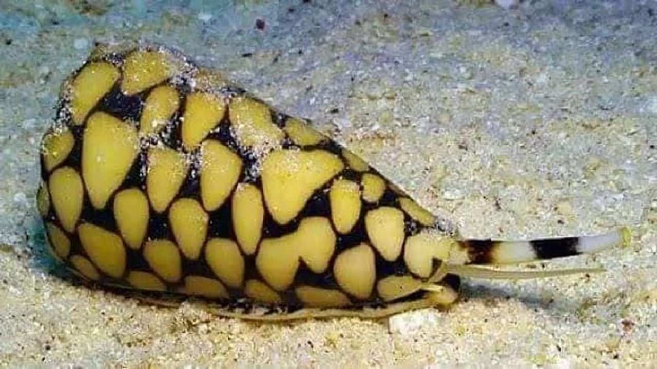 ગોકળગાય (Marbled Cone Snail): જોકે ગોકળગાય સામાન્ય રીતે ખતરનાક અથવા ઝેરી હોતી નથી, માત્ર આ એક જ પ્રકારની ગોકળગાય છે જે ખૂબ ઝેરી હોય છે. તેનું ઝેર વ્યક્તિને અંધ બનાવી શકે છે અને કેટલાક કિસ્સાઓમાં મૃત્યુ પણ થઈ શકે છે.