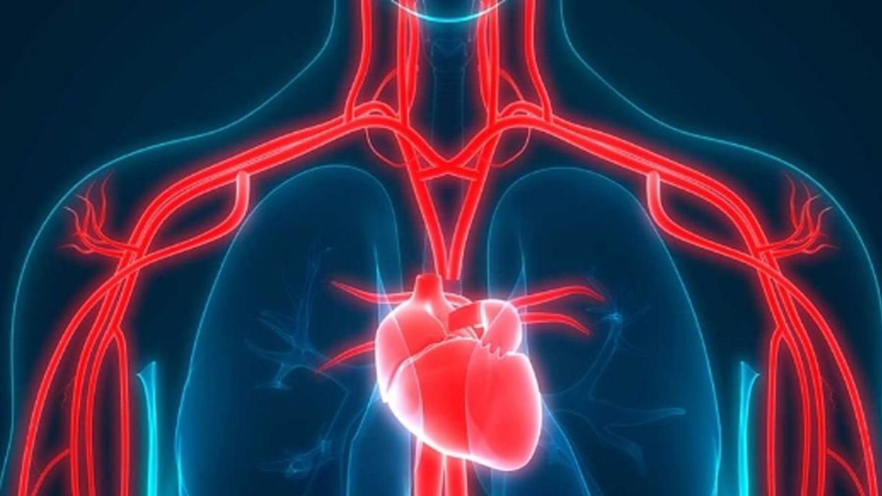 શિયાળામાં રક્તવાહિનીઓ સંકુચિત થાય છે. આ કારણે રક્ત પરિભ્રમણ ધીમુ પડી જાય છે. તેની સીધી અસર હૃદય પર પડે છે. હૃદય સુધી લોહી અને ઓક્સિજન પહોંચવામાં ઘટાડો થાય છે, તેથી શિયાળામાં હૃદયને વધુ મહેનત કરવી પડે છે અને હાર્ટ એટેકનું જોખમ વધી જાય છે.