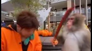 Viral Video: વાંદરાને સળી કરી રહ્યો હતો વ્યક્તિ, કપીરાજનો મગજ જતાં ઝીંકી તલવાર !