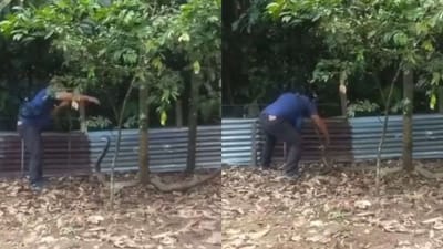 કોબ્રા સાપને ઉશ્કેરવો આ વ્યક્તિને ભારે પડ્યો ! ગુસ્સે થયેલા સાપે કર્યો હુમલો, જુઓ VIDEO