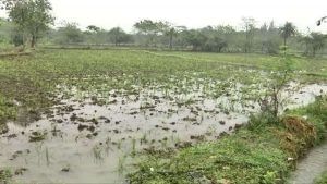 કમોસમી વરસાદના કારણે જુદા-જુદા પાકને નુકશાનીથી બચાવવા કૃષિ વૈજ્ઞાનિકો દ્વારા કૃષિ સલાહ જાહેર કરવામાં આવી, જાણો વિગતો