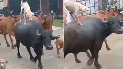 કુતરા અને ભેંસની ગજબની દોસ્તી ! ભેંસ પર સવાર થઈને કુતરાએ સફરની માણી મજા, જુઓ VIDEO